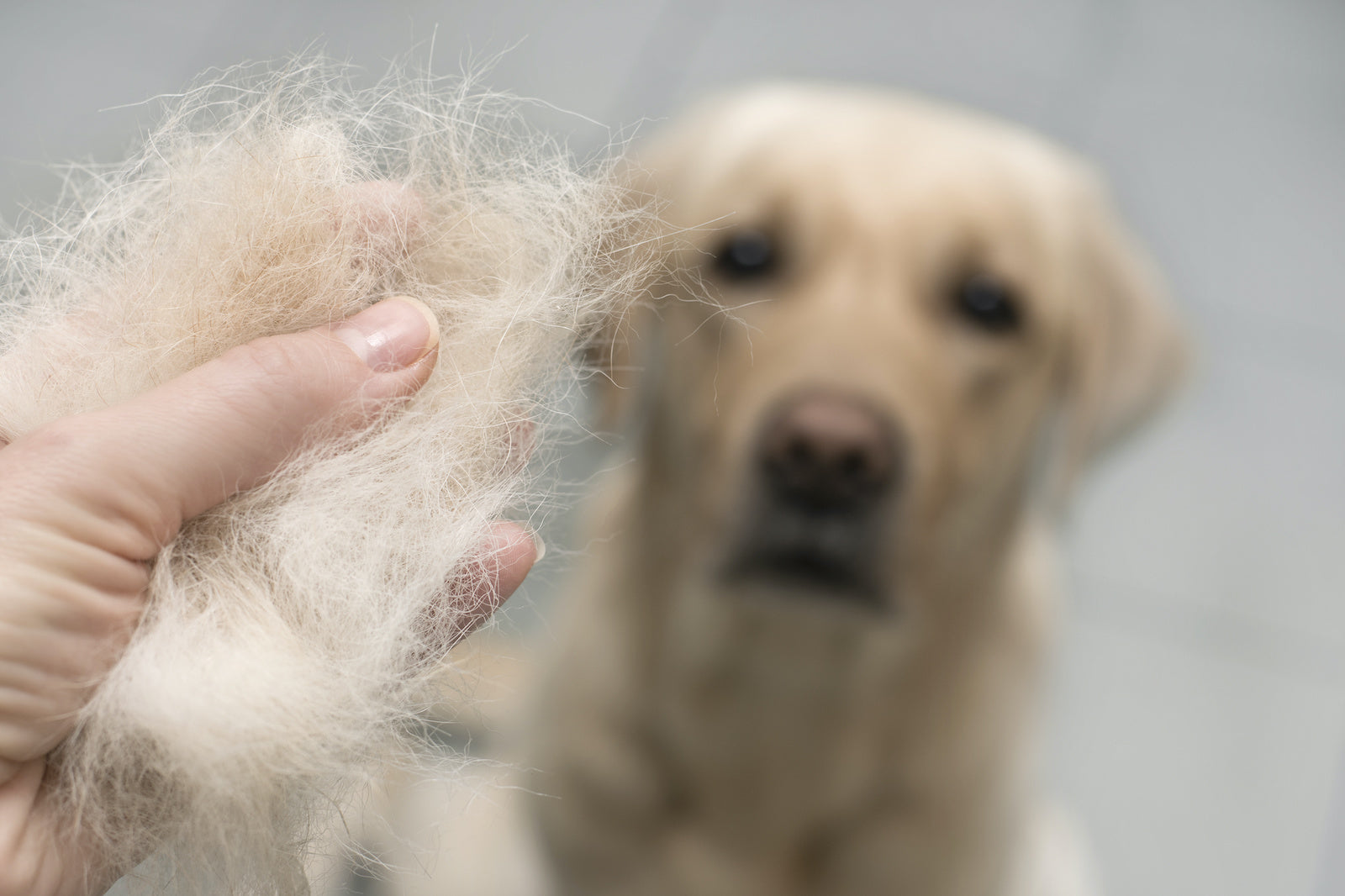 Dog losing hair: A hand holds a fistful of fur in front of a dog