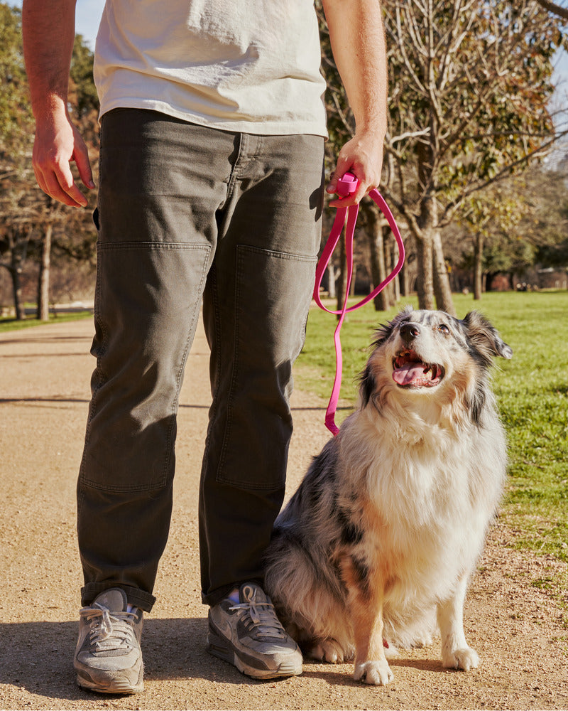 Bloat in Dogs: Symptoms, Causes, and Care Options