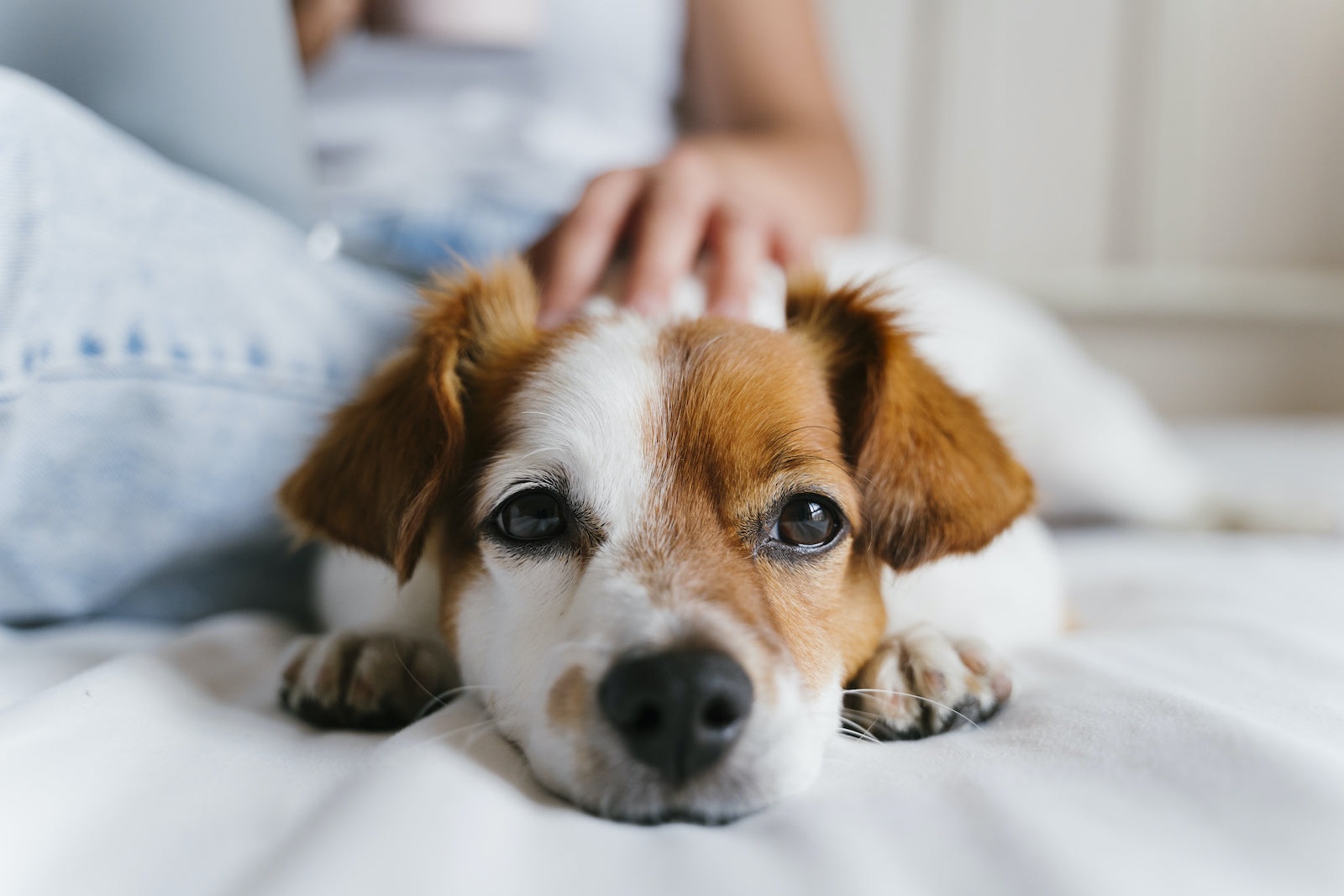 The Best Dog Food for Skin Allergies Updated 2023 Pet Honesty