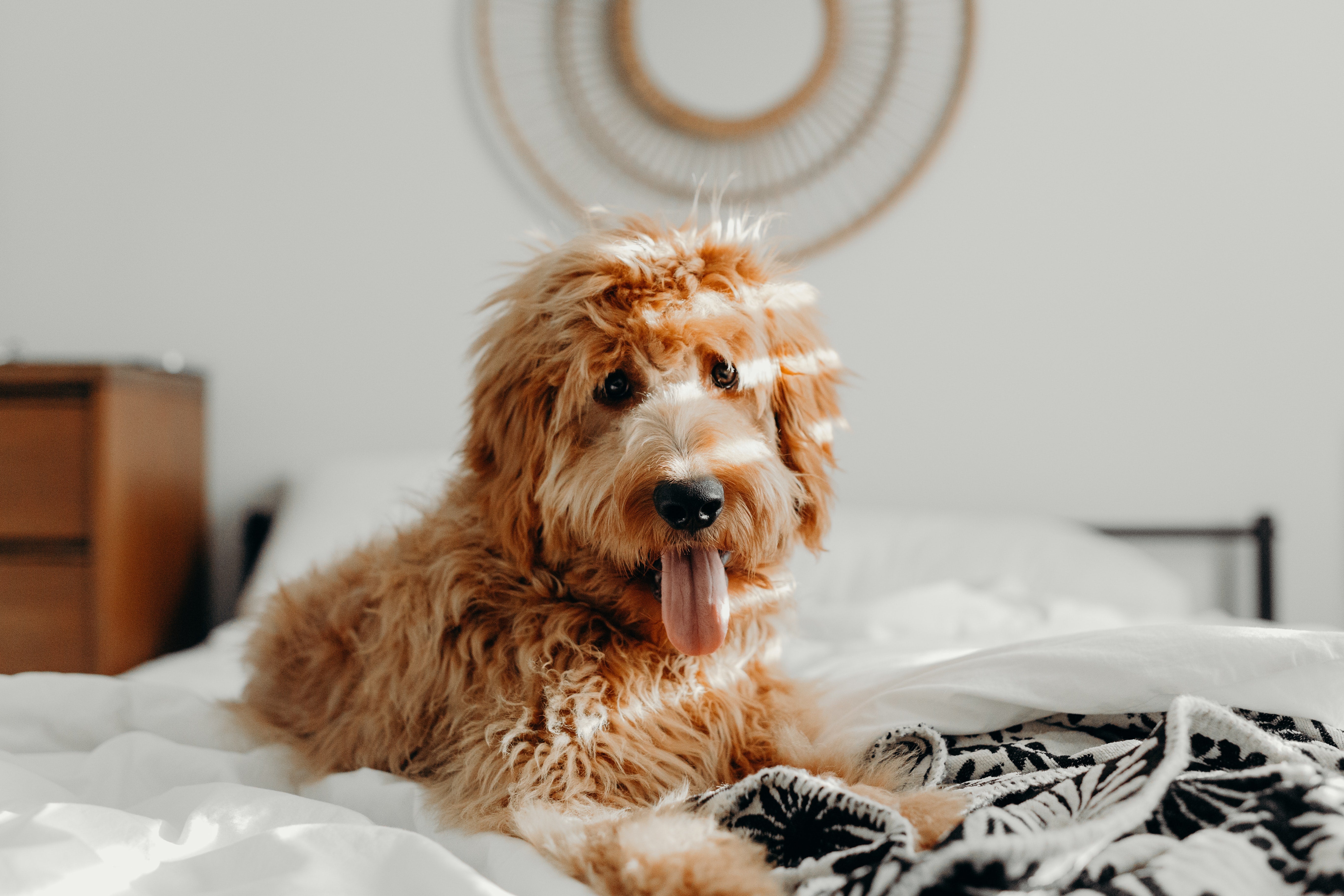 Can I Use Neosporin on My Dog? What You Need to Know