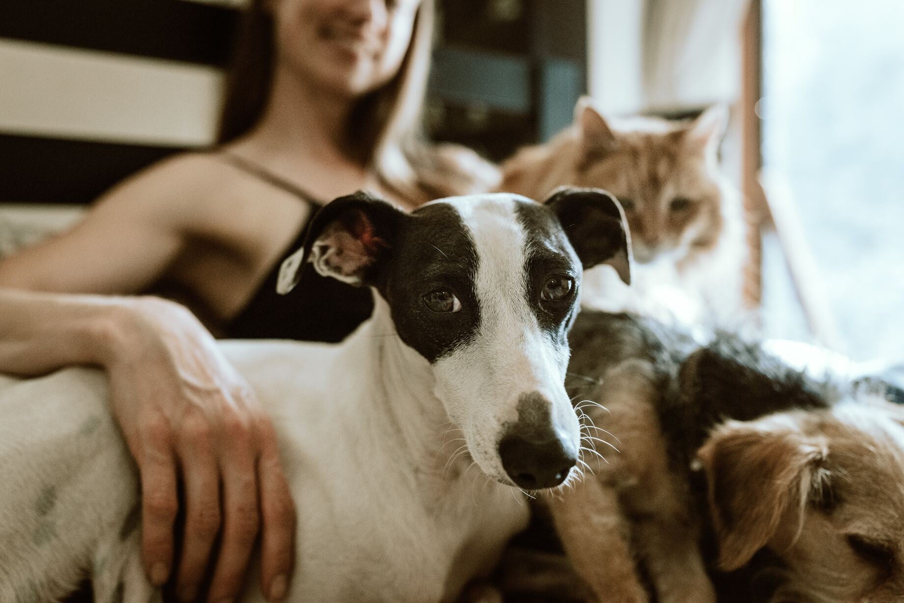 Is Pet Insurance Worth it? Pros vs Cons