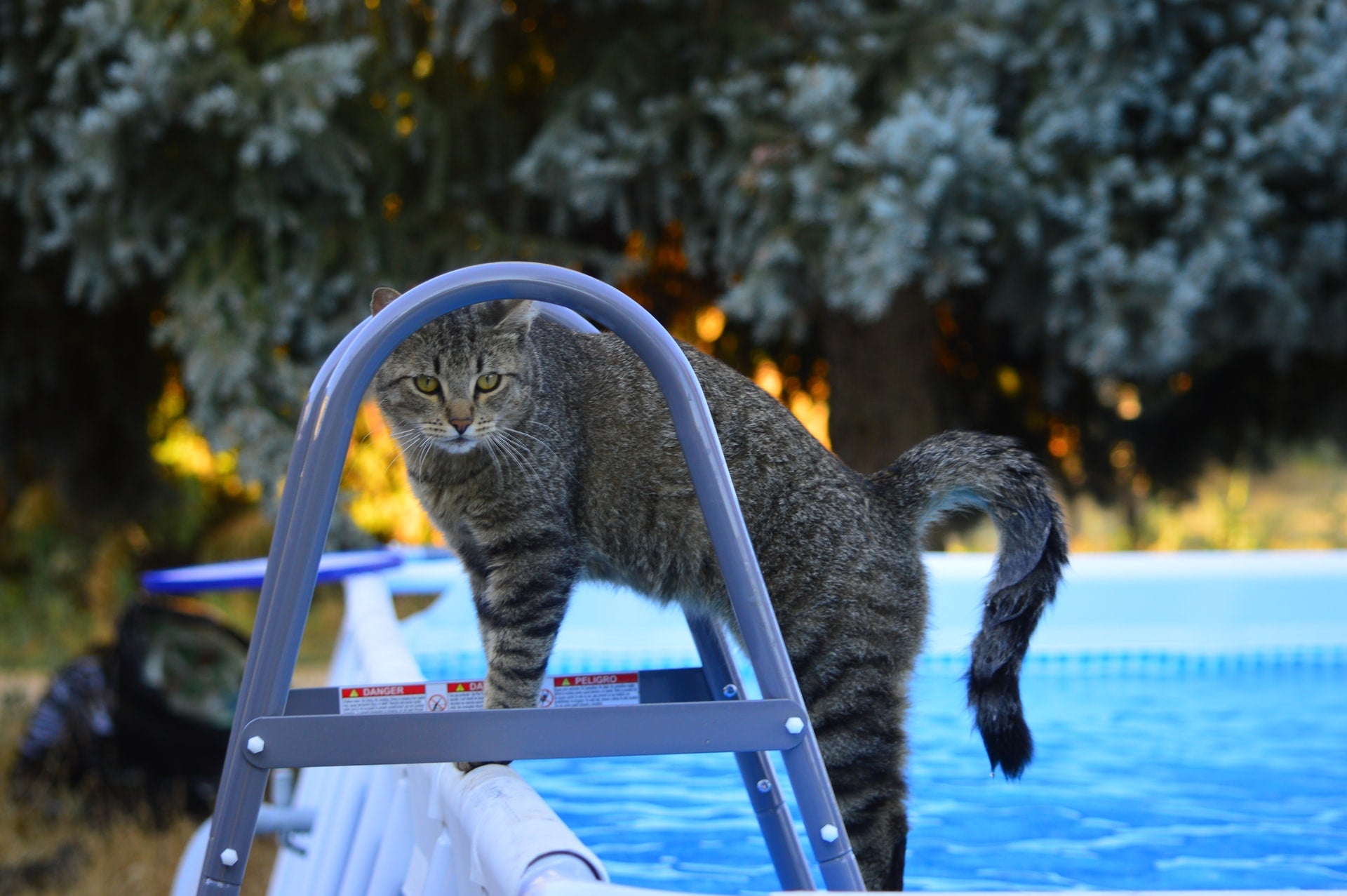 Why Do Cats Hate Water?