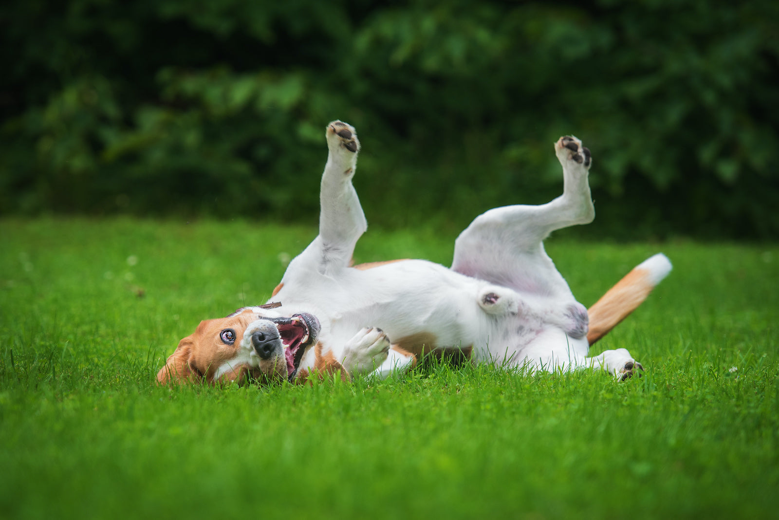 Dog rash: A beagle rolling in the grass