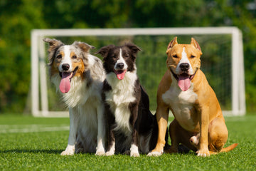 Everything You Need to Know About Dog Health, Training, and Behavior