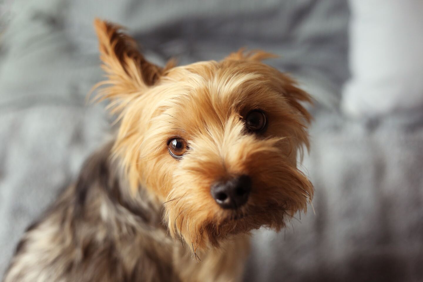 small dog