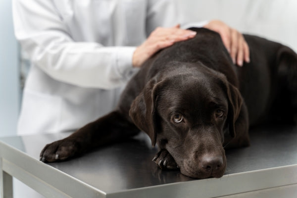 how-to-manage-spinal-pain-in-dogs-pet-honesty