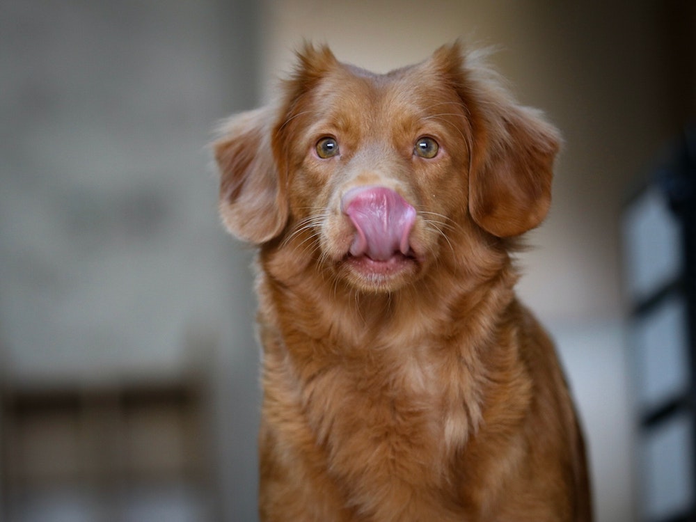Rice Bran For Dogs: Is It Safe?