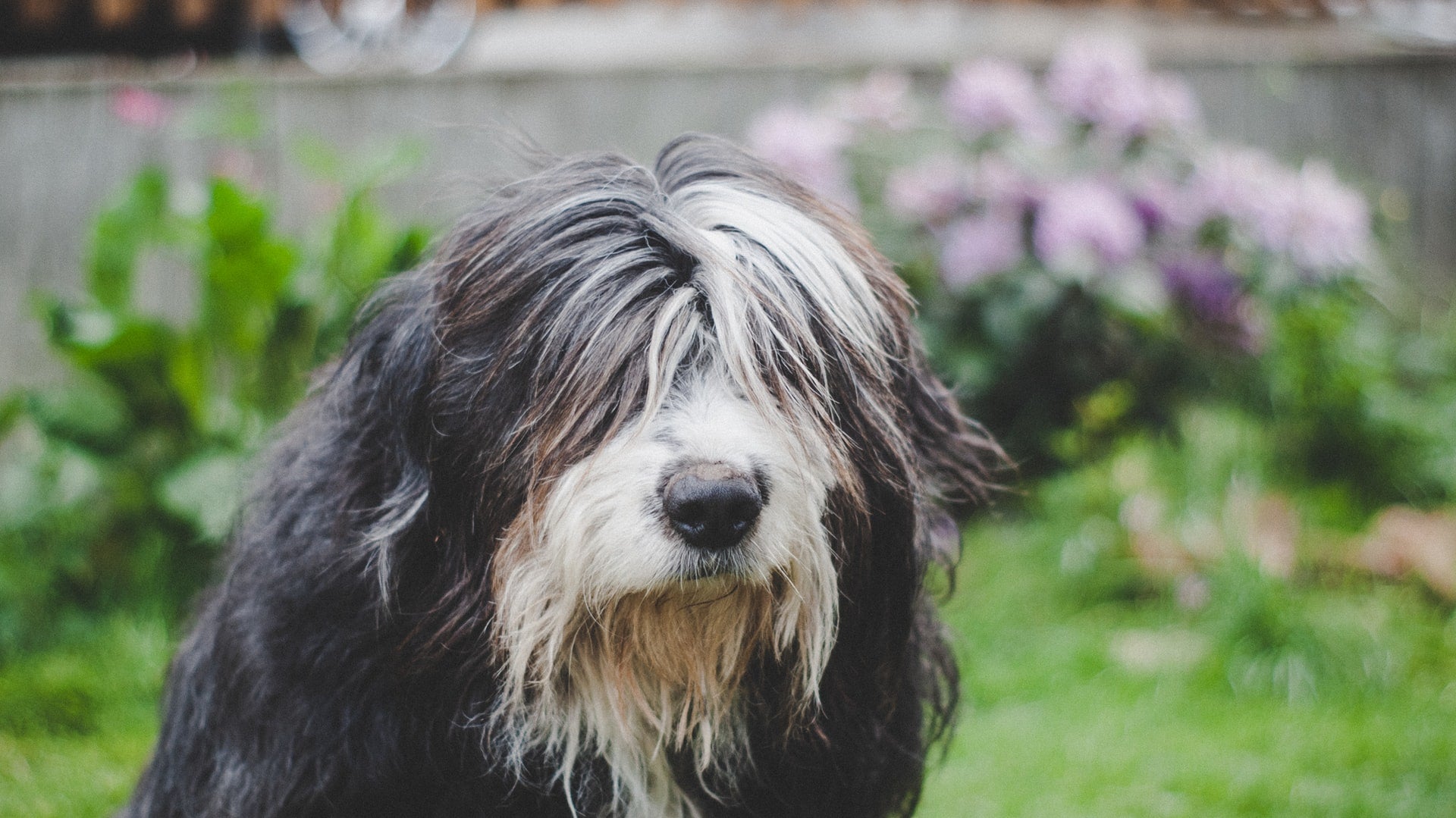 Home remedies for dog shedding online