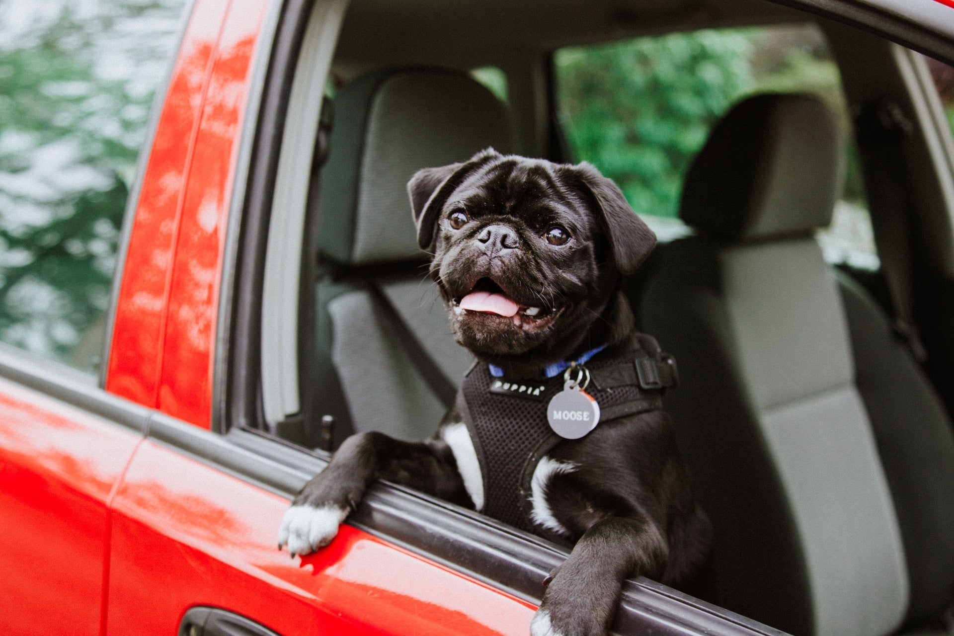 How to Keep Pets Calm During Car Rides: Expert Tips & Tricks