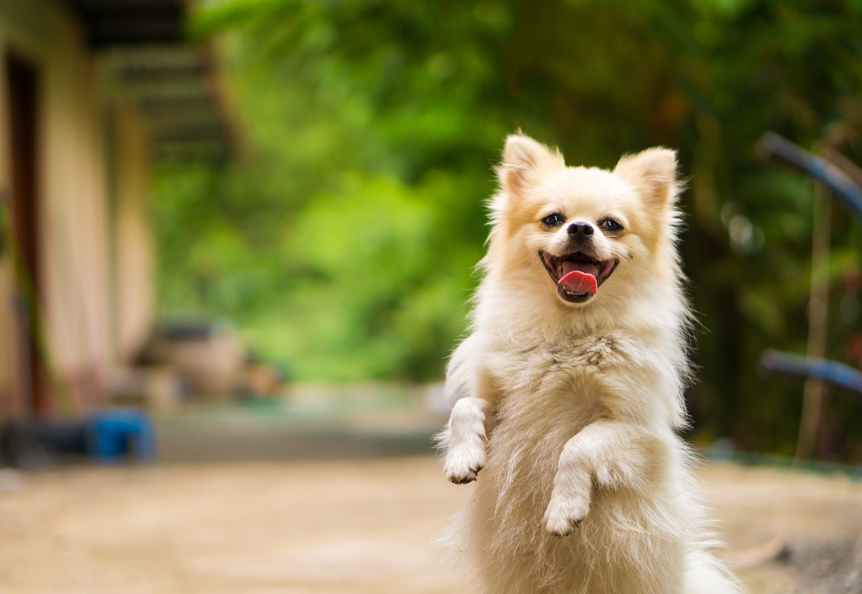 Probiotics vs Digestive Enzymes for Dogs