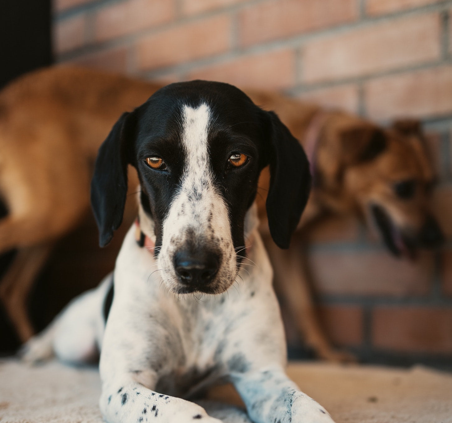 What s the Best Fish Oil for Your Pet Updated 2023 Pet Honesty