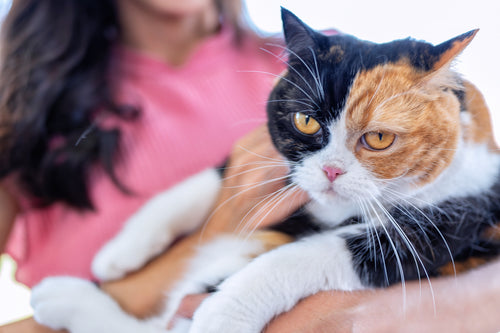 7 Secrets to Reducing Skin Problems in Cats