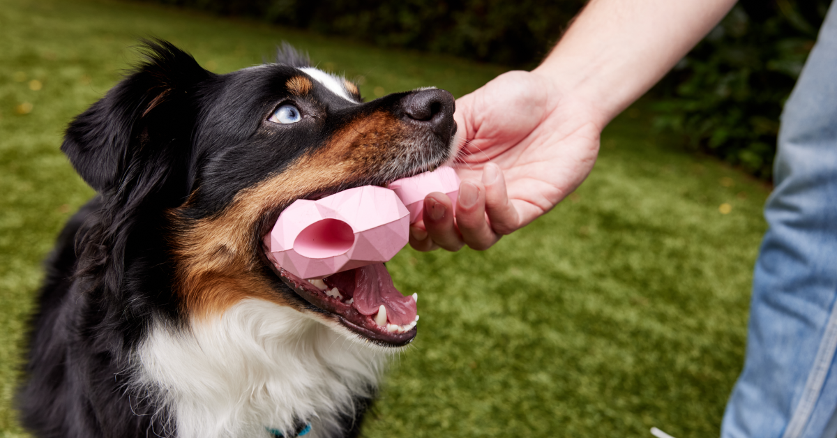 Natural Chewable Pet Supplements for Dogs and Cats | Pet Honesty