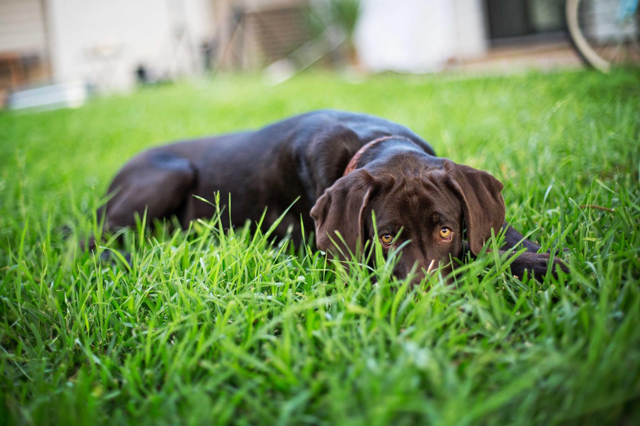 Why a Probiotic Could Change Your Dog's Life: A Founder Case Study