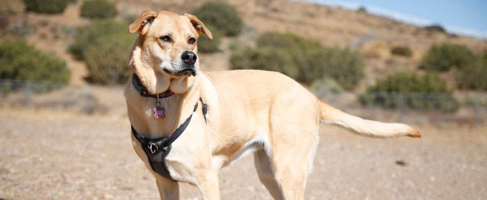Tan dog standing outdoors on a dirt path with hills in the background
