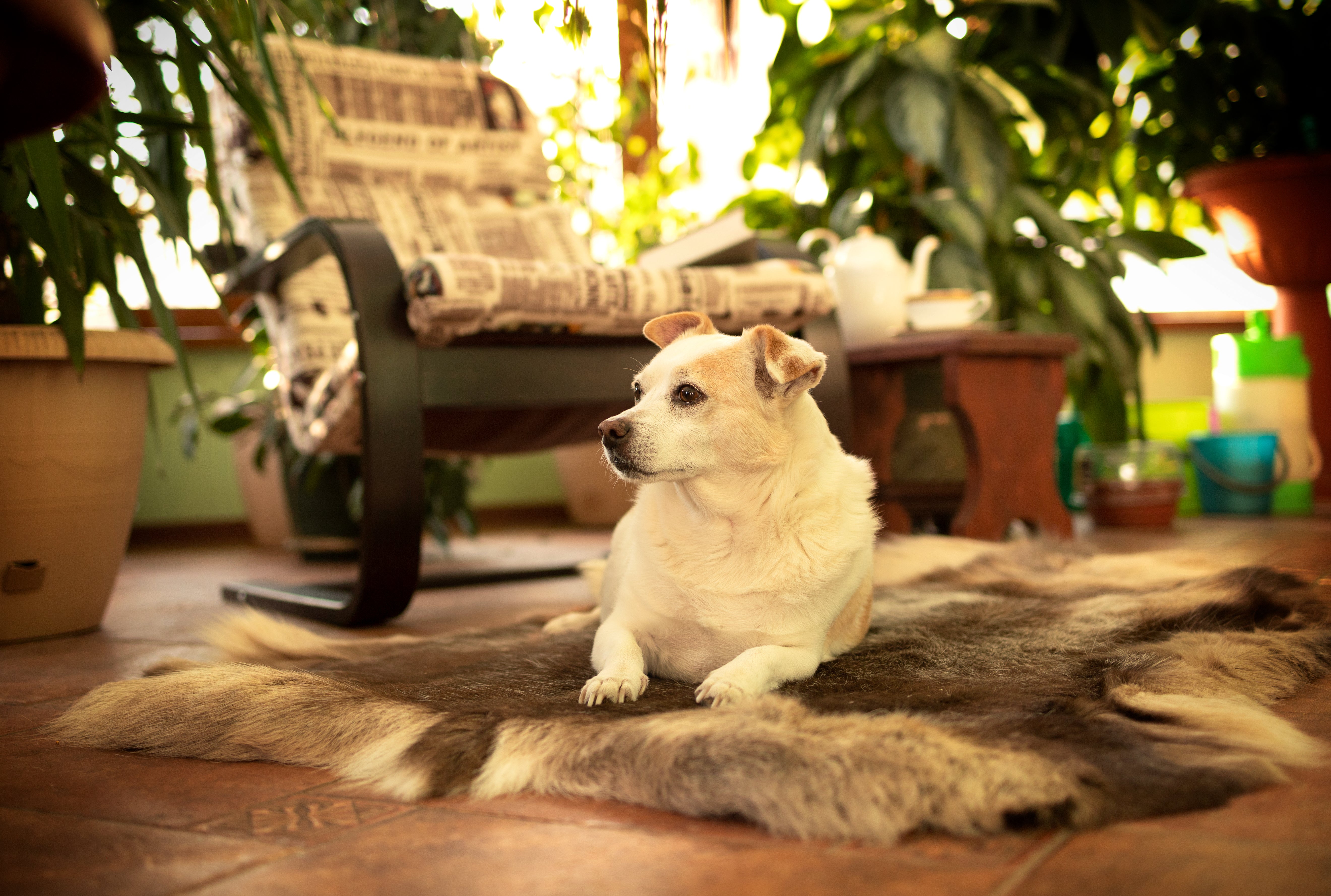 White terrier resting on a brown fur rug in a warmly lit room