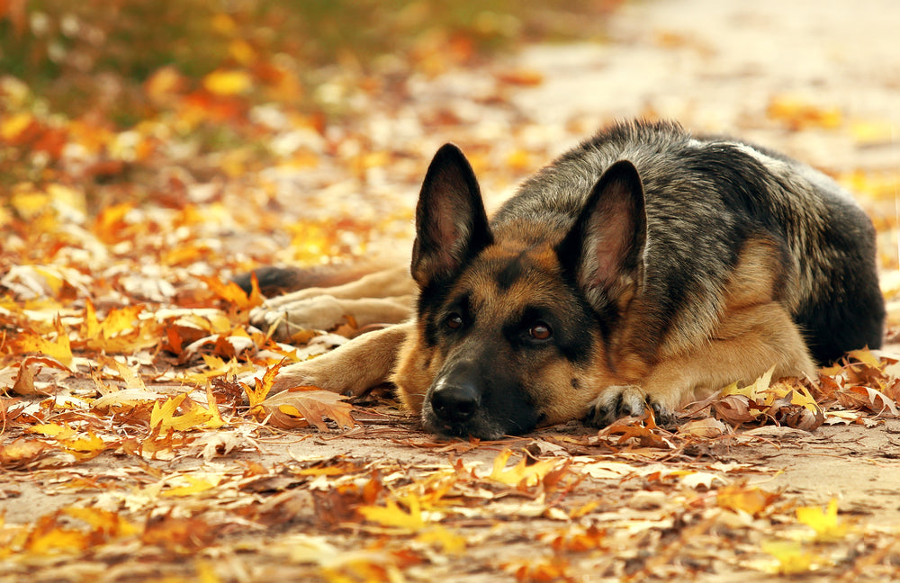 German Shepherd lying on fallen autumn leaves outdoors