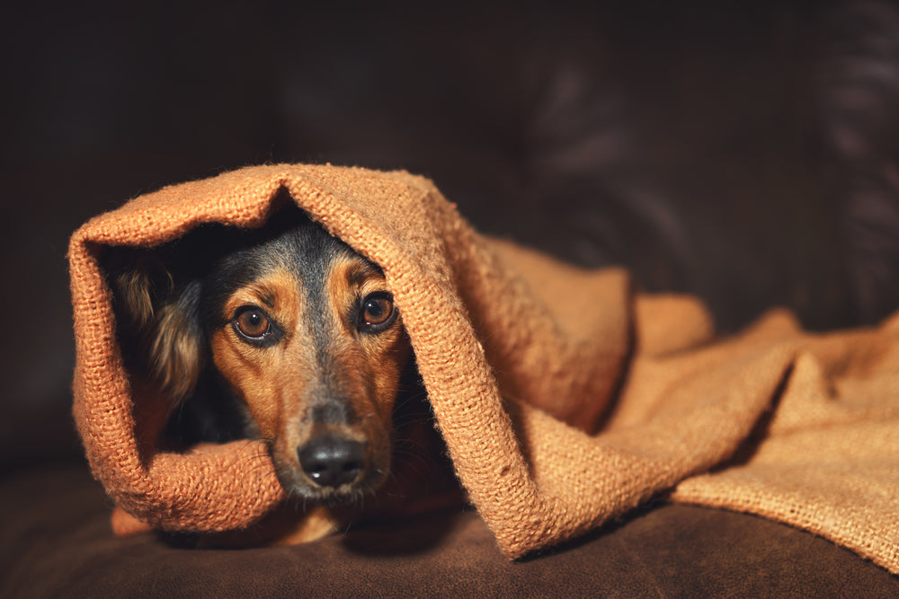 Dog resting under a blanket in a dimly lit setting, illustrating anxiety