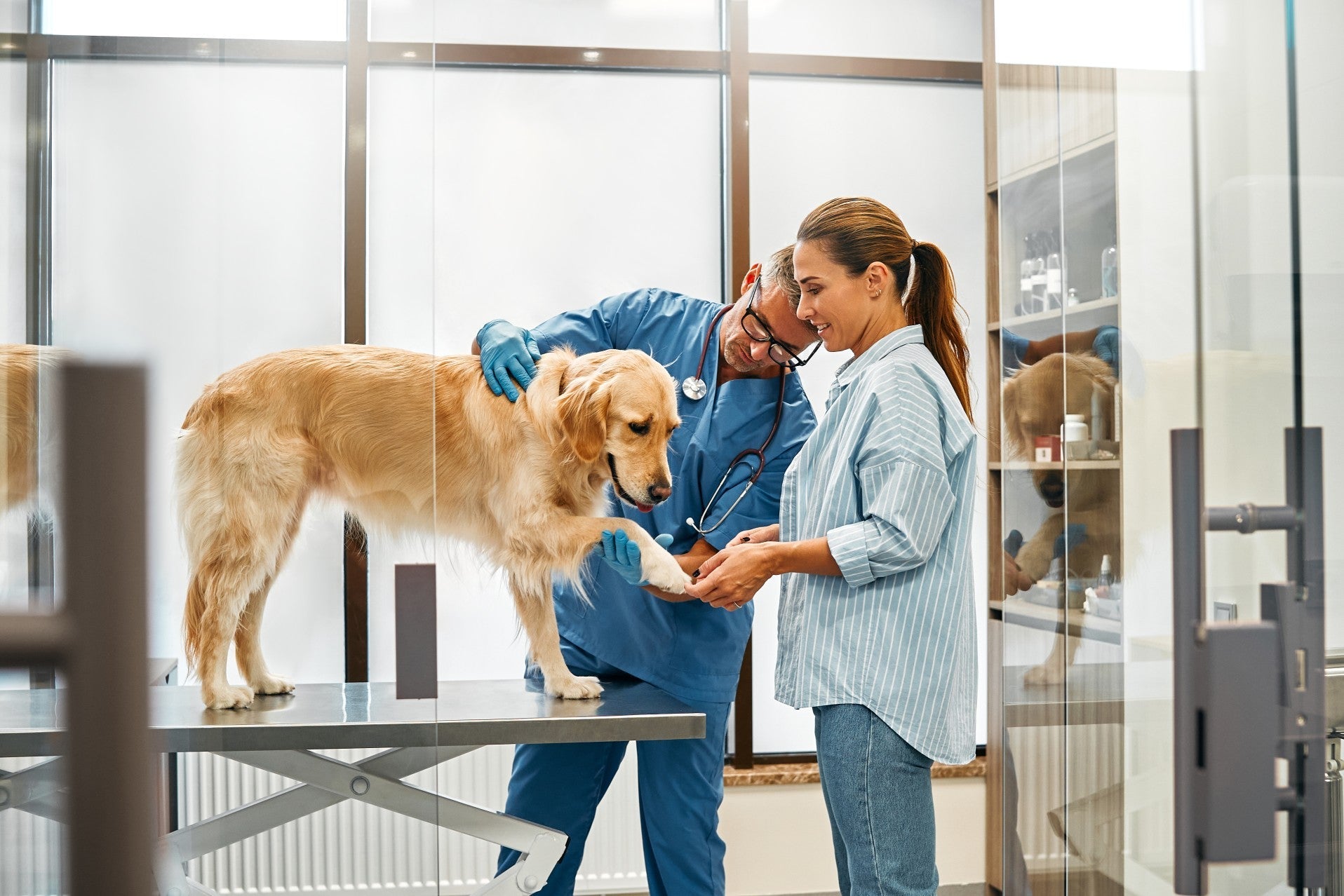 Veterinarian examines a golden retriever with its owner in a veterinary clinic