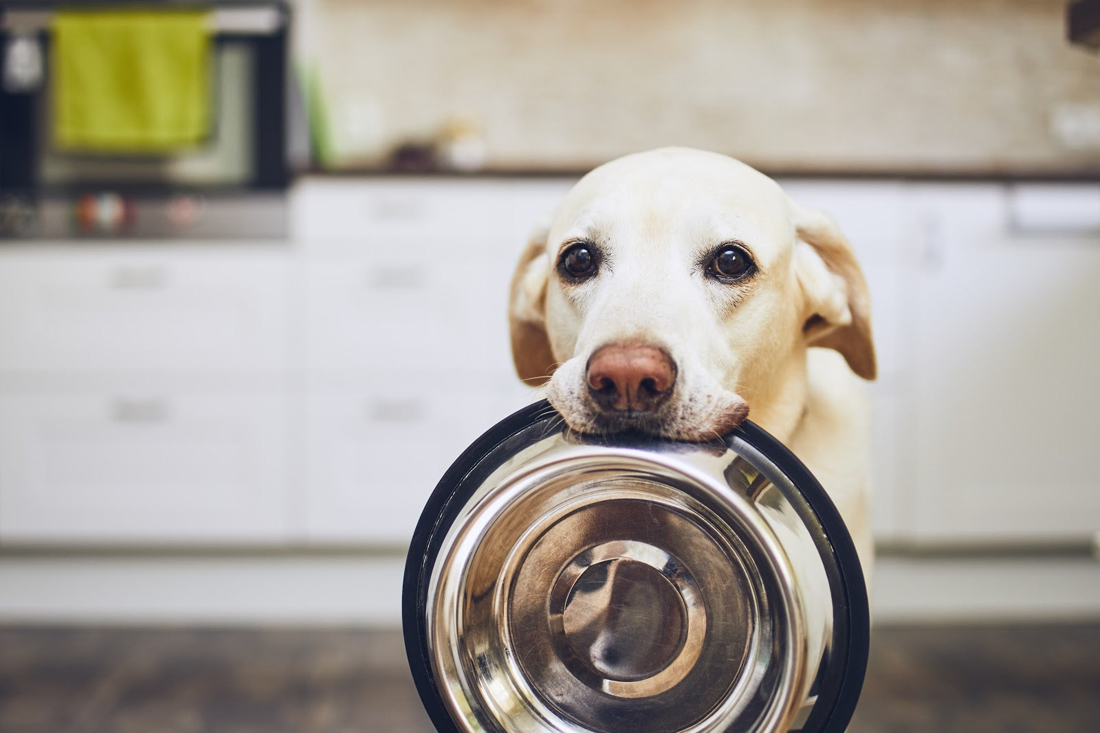 Dog looking over a stainless steel food bowl in a bright kitchen