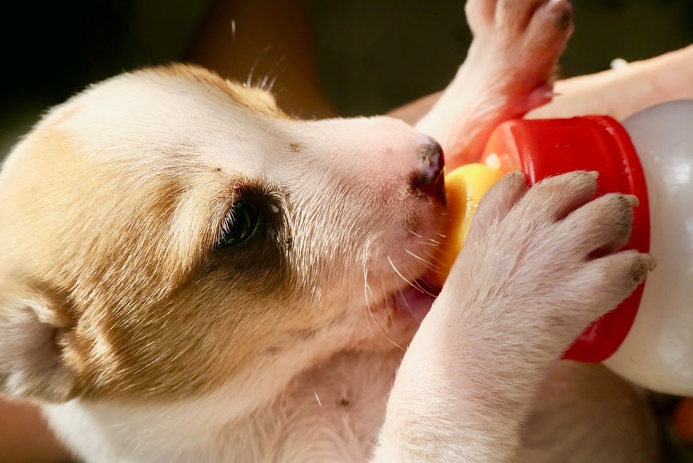 Puppy drinking milk from a baby bottle