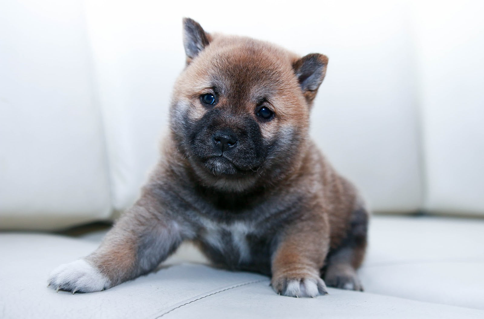 Brown puppy sitting on a light-colored floor