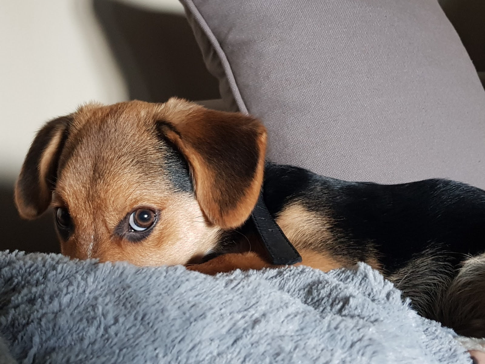 Black-and-tan dog resting on a bed under a gray blanket
