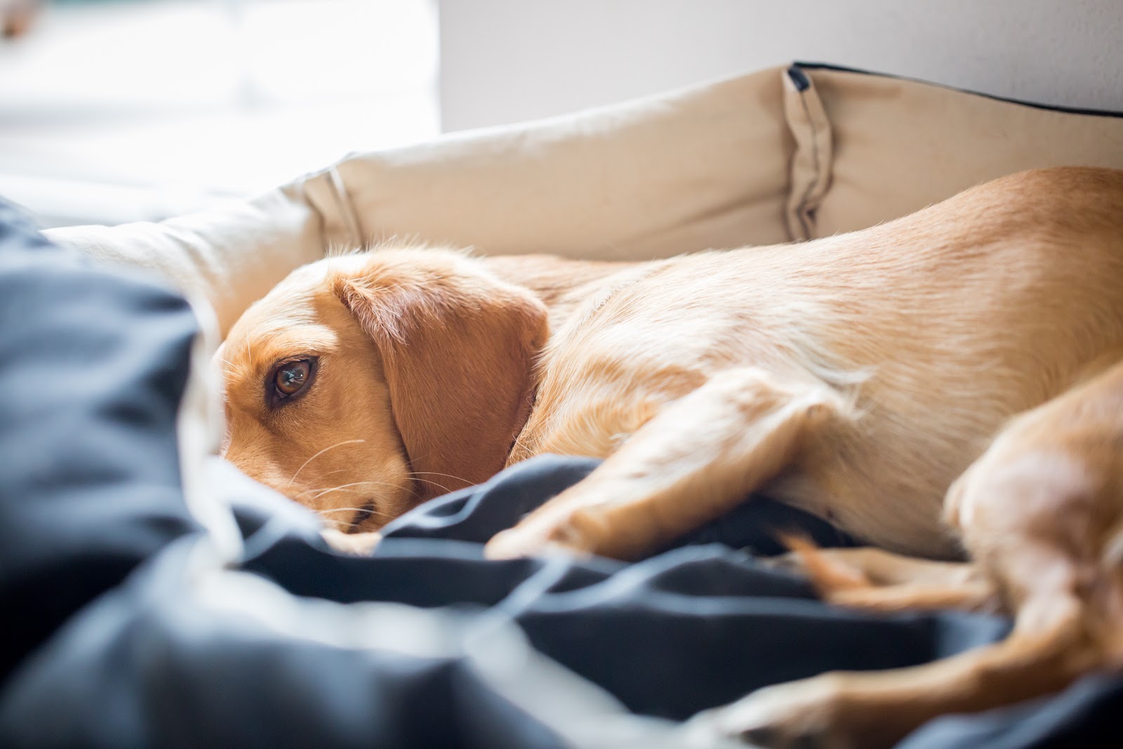 Tan dog resting on a bed for an article about hip joint problems in dogs