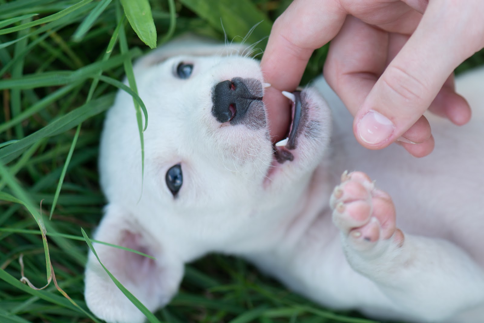White puppy nibbling a person’s finger while lying in grass