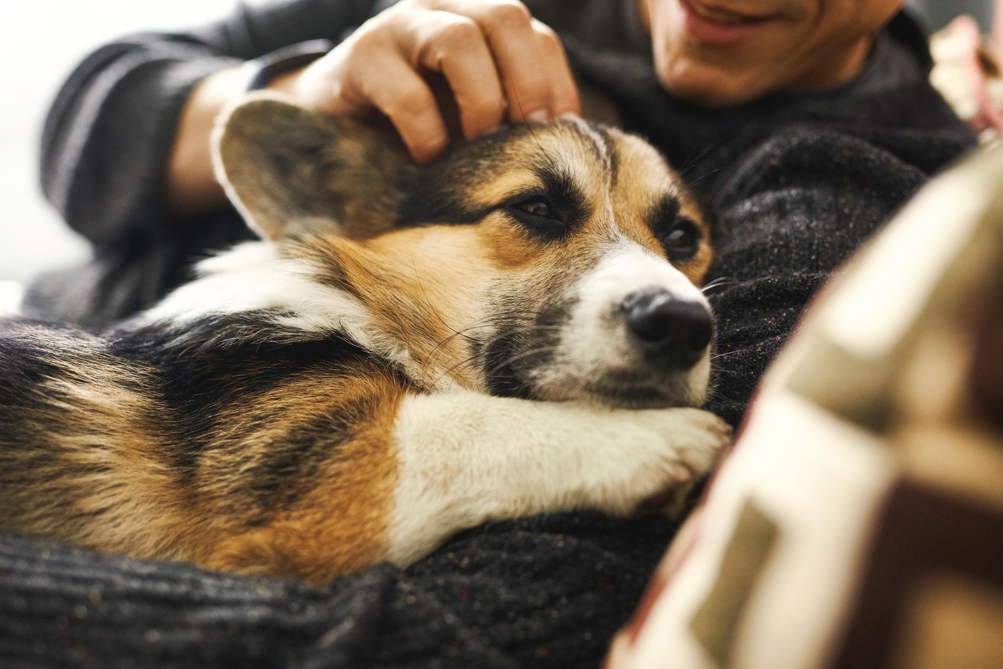 Dog resting on a person’s lap while being petted on a black blanket