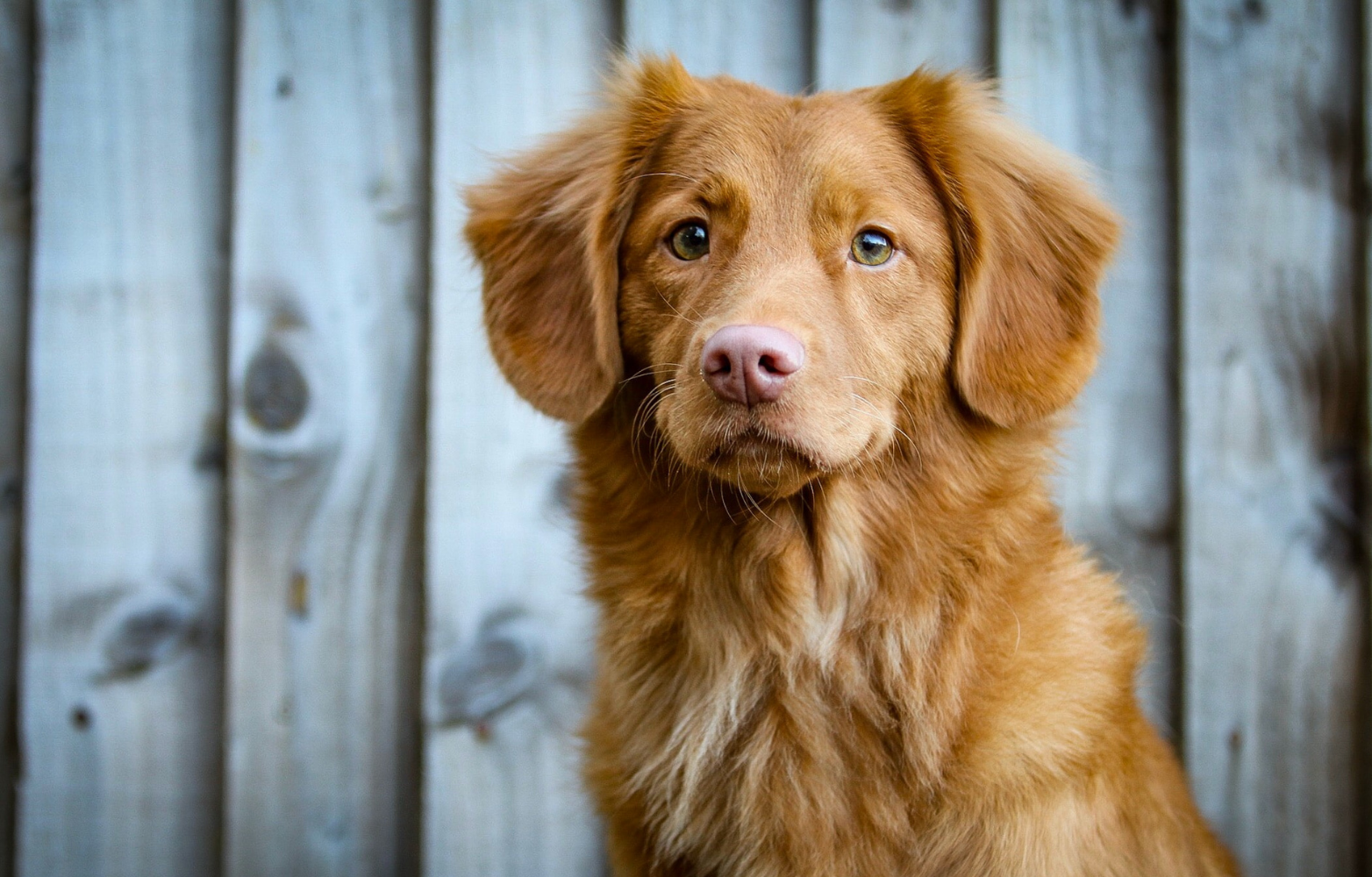 Golden brown dog facing the camera in front of a weathered wooden wall