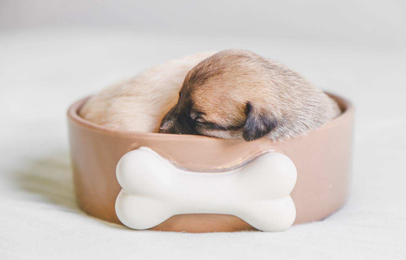 Puppy sleeping in a round bed behind a white bone-shaped toy