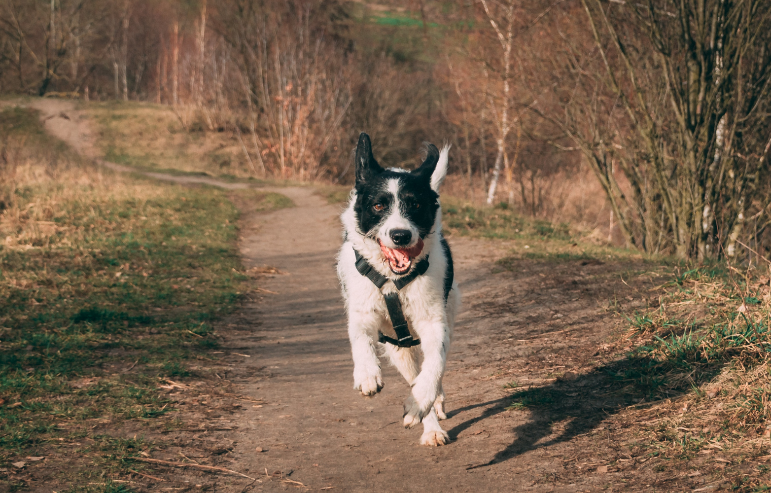 Black and white dog running along a wooded dirt trail