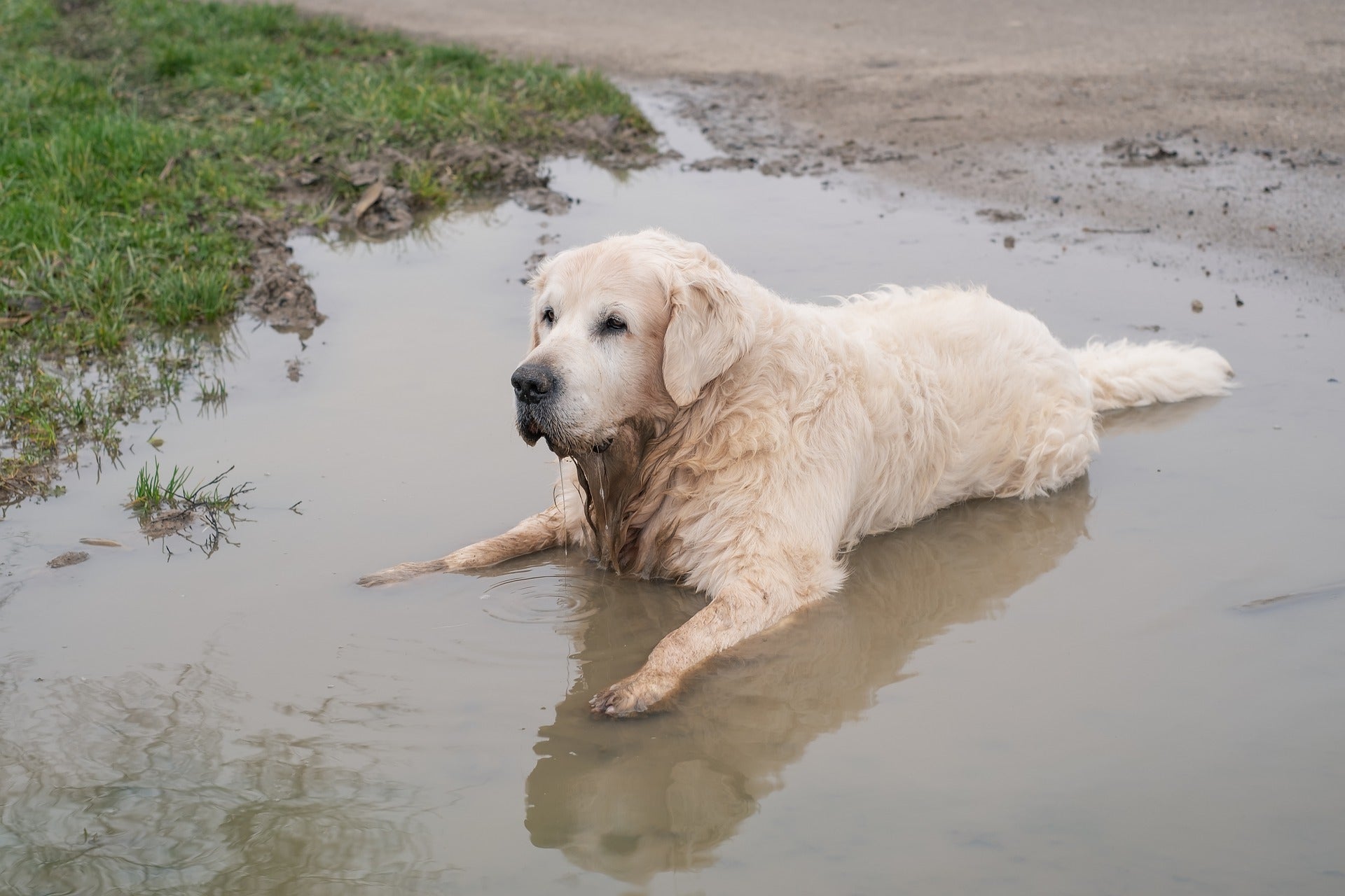 Golden retriever lying in a muddy puddle outdoors