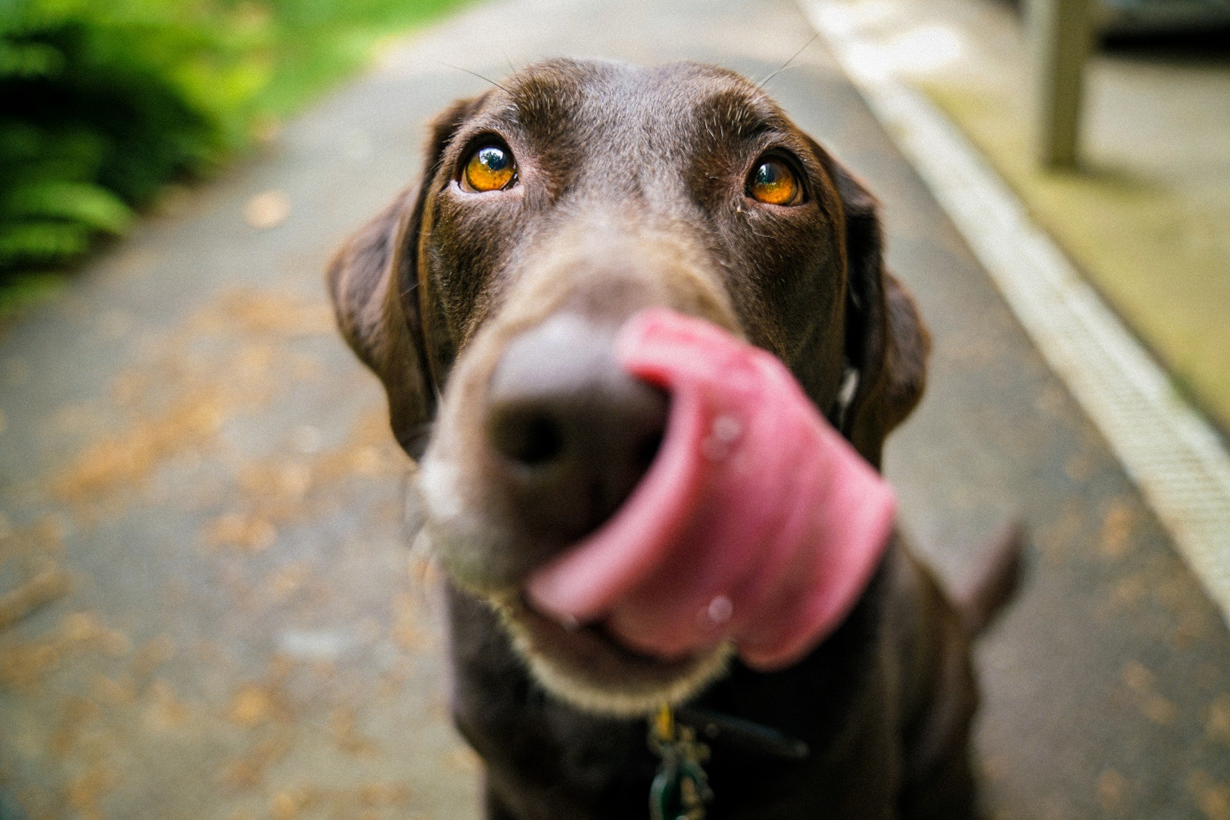 Brown dog licking the camera while looking up