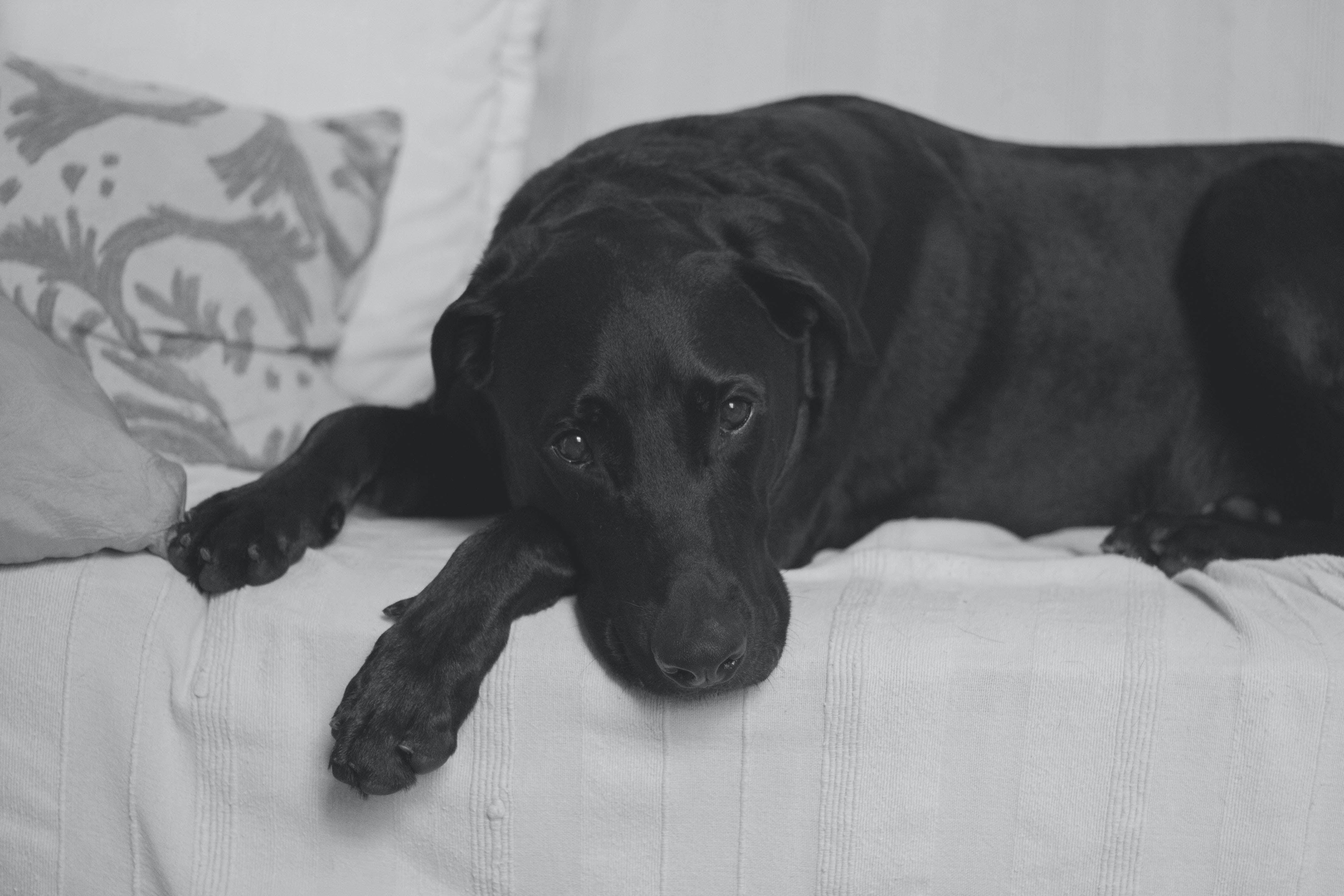 Black dog lying on a bed with a tired expression