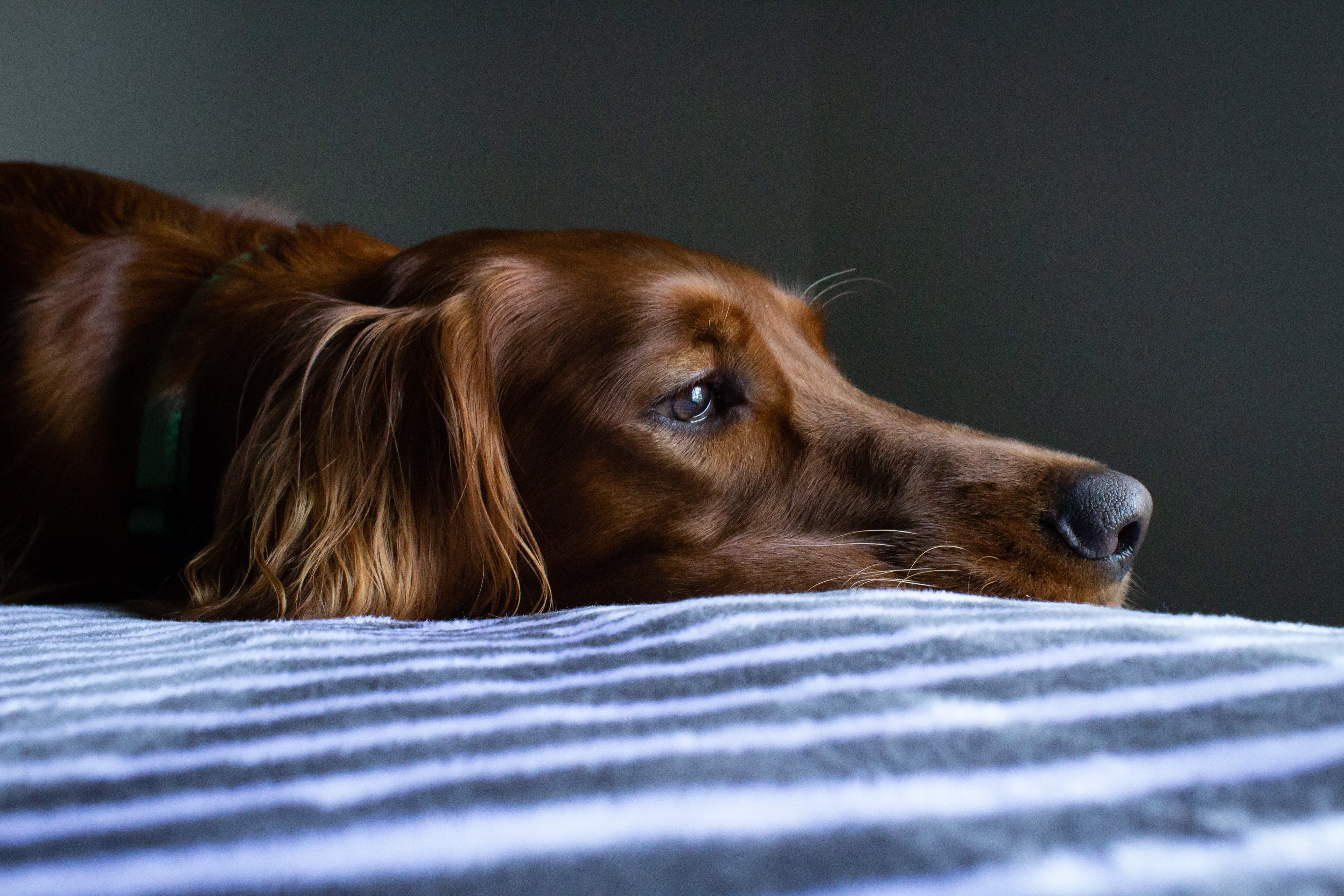 Brown dog lying on a bed in a dim room