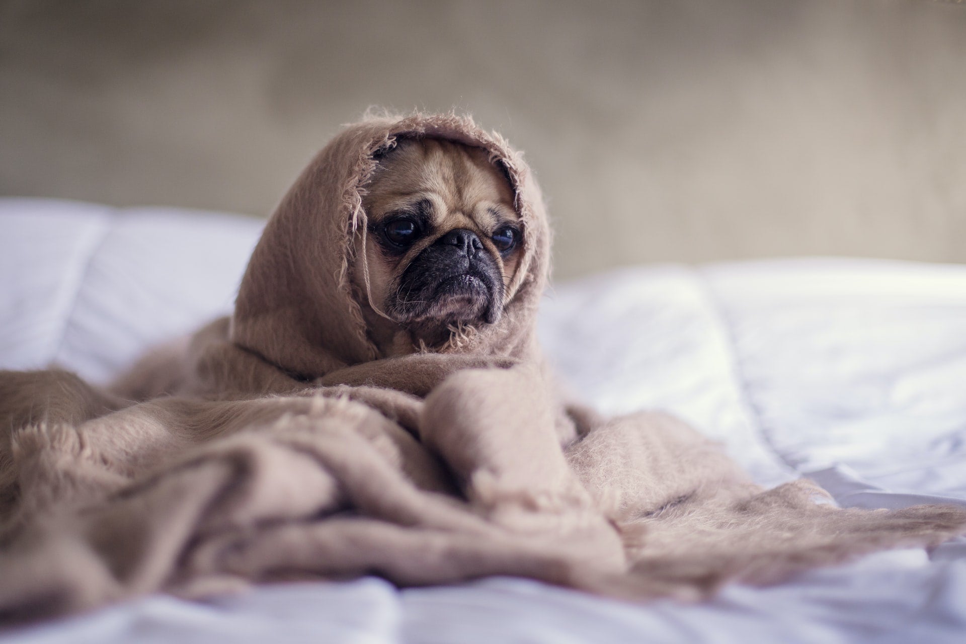 Pug sitting wrapped in a blanket on a bed with a worried expression