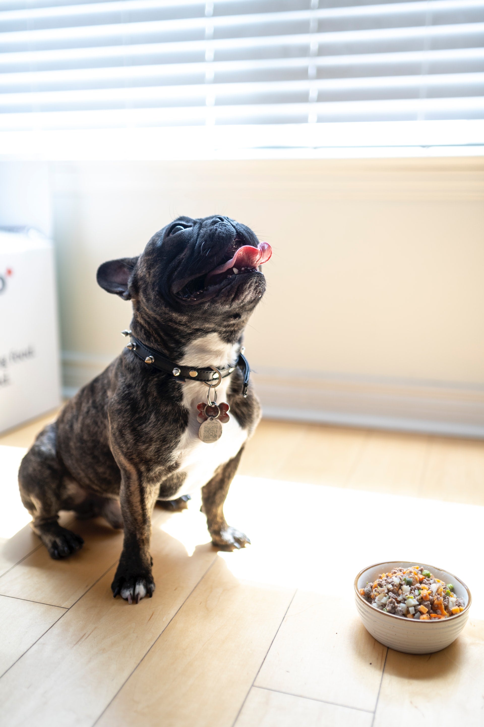Black and white dog sitting beside a bowl of food on a sunlit kitchen floor