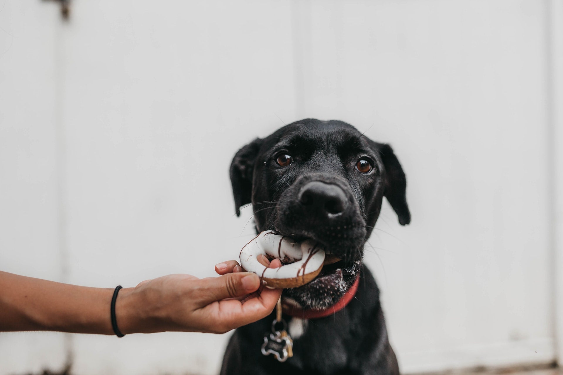 Black dog chewing a ring-shaped toy held by a person’s hand indoors