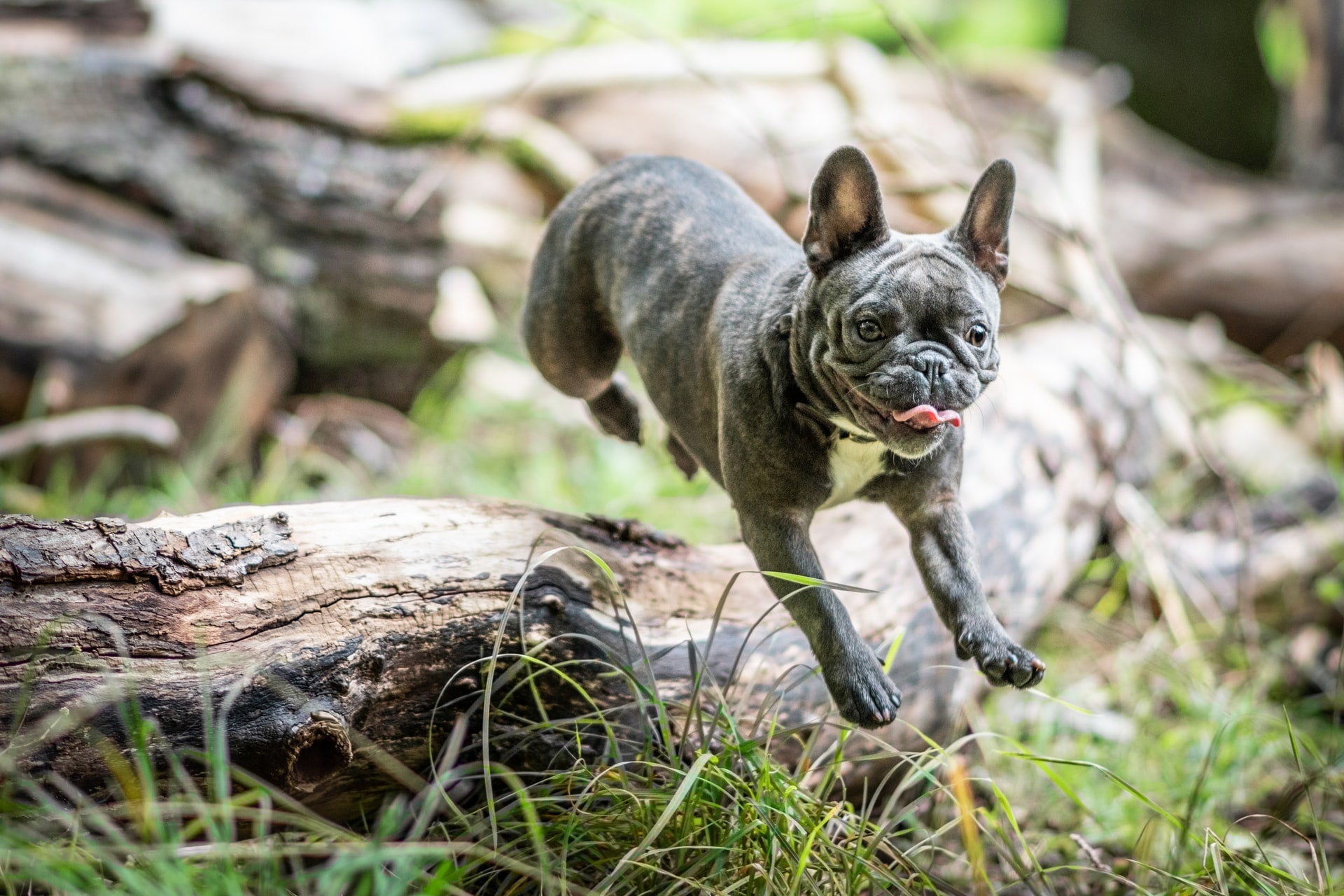 French bulldog jumping over a log in a wooded outdoor setting