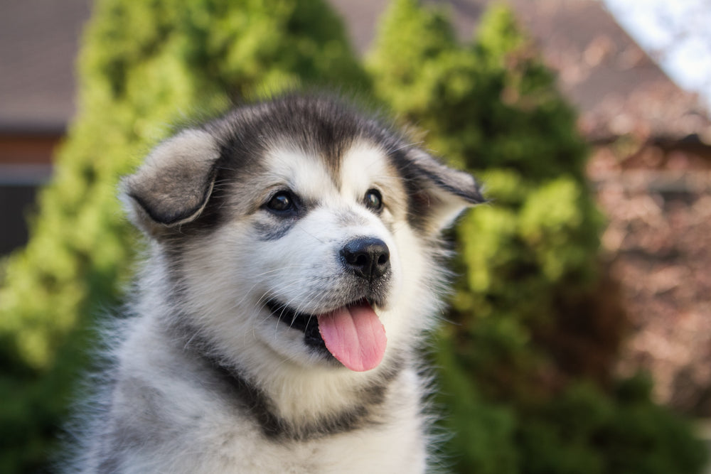 4 Benefits of Hemp Oil for Dogs