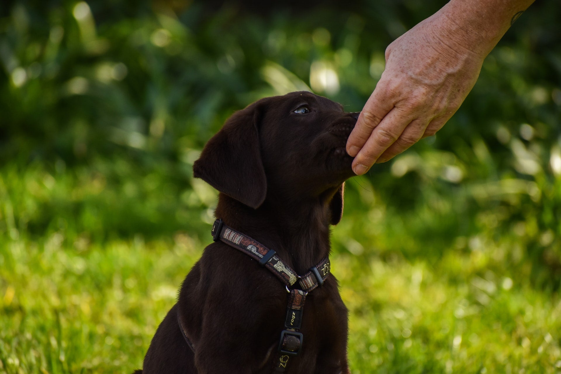 Black dog reaching toward a person’s hand outdoors among greenery