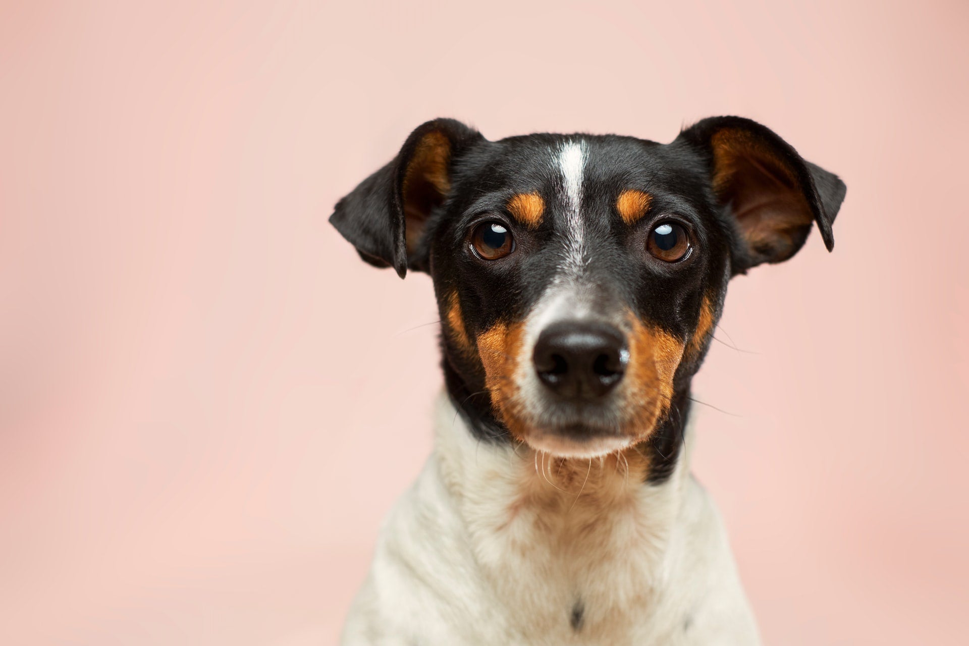Black, white, and brown dog facing the camera against a pale pink background