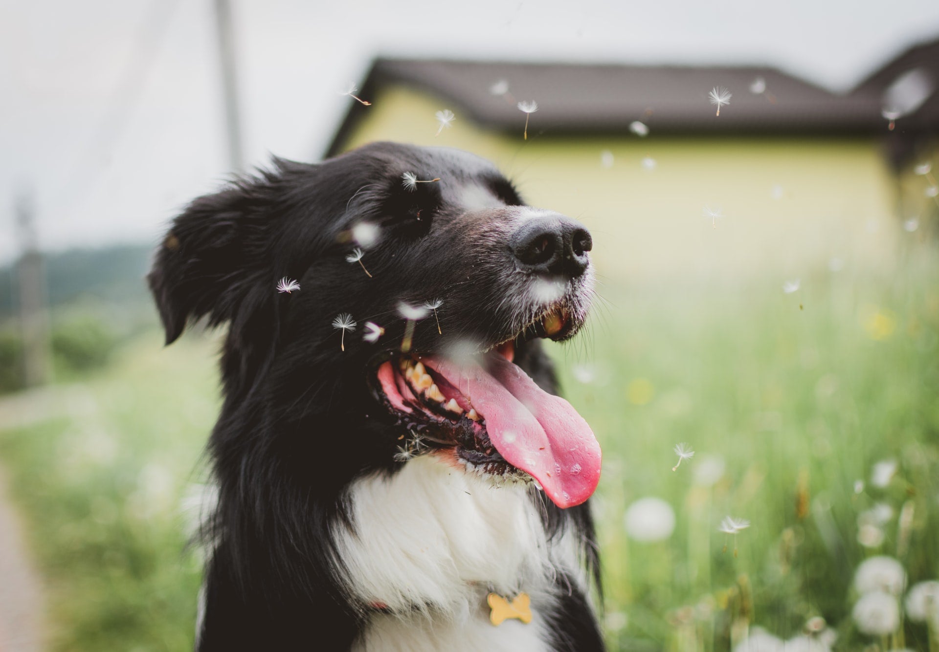 Black and white dog panting in a grassy field surrounded by floating dandelion seeds
