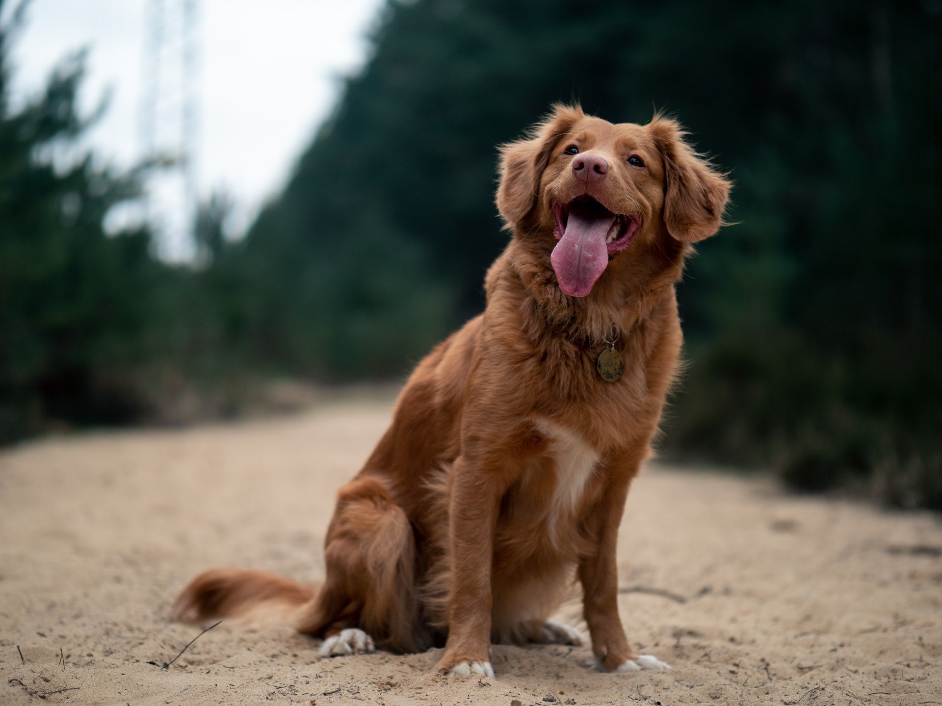 Happy brown dog sitting outdoors on a sandy path surrounded by trees