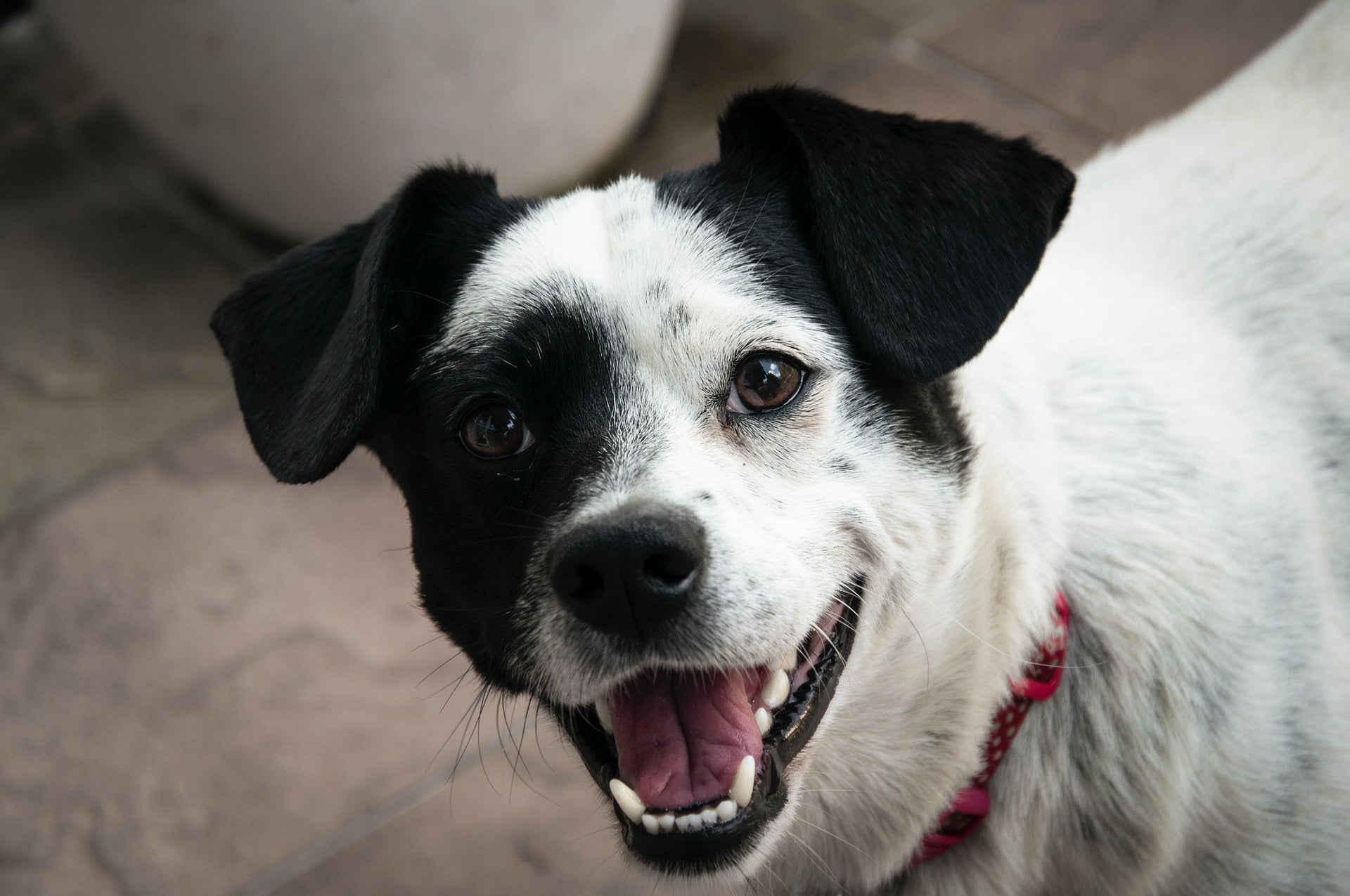 Black-and-white dog looking at the camera while wearing a red collar indoors