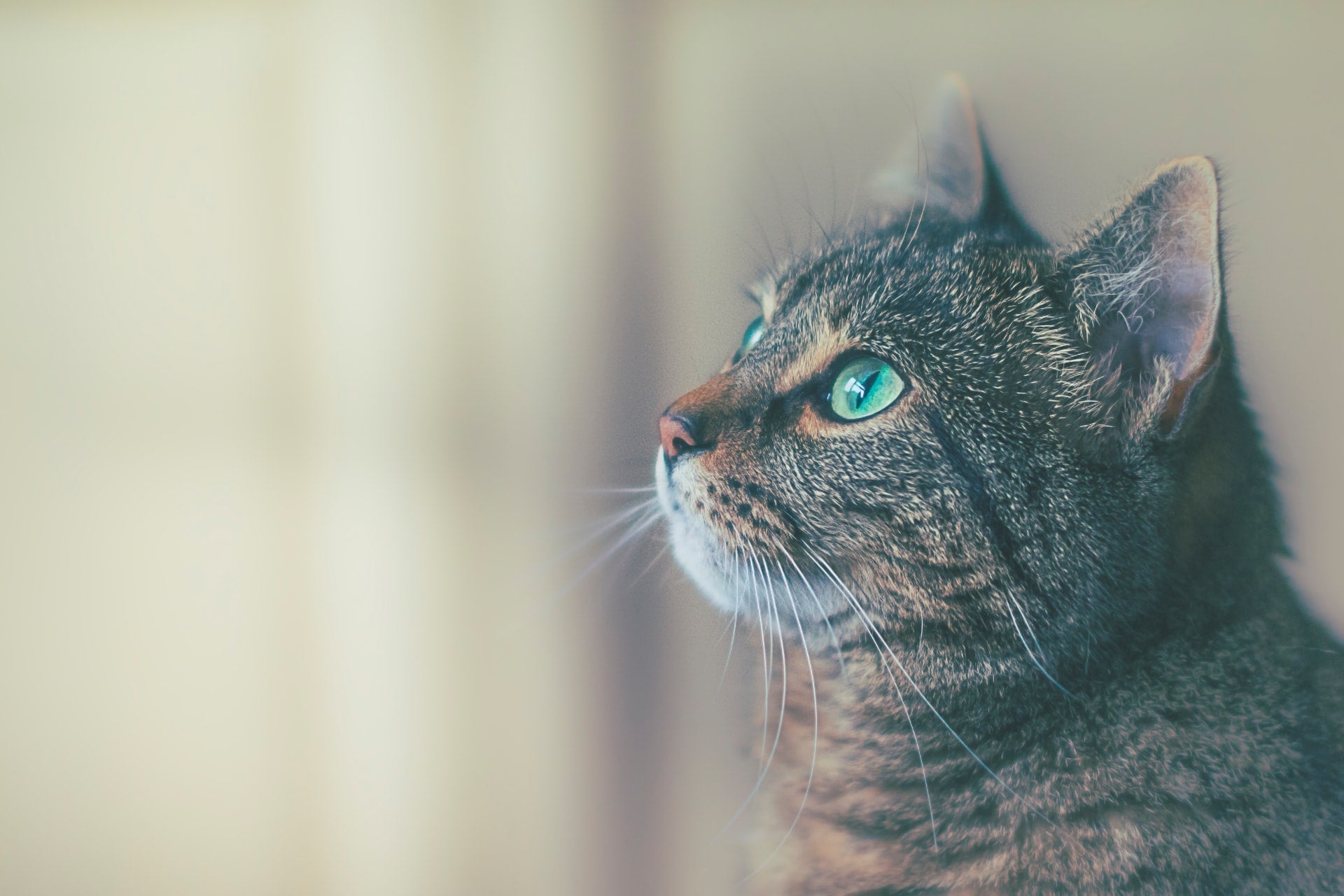Close-up of a tabby cat with bright green eyes looking left