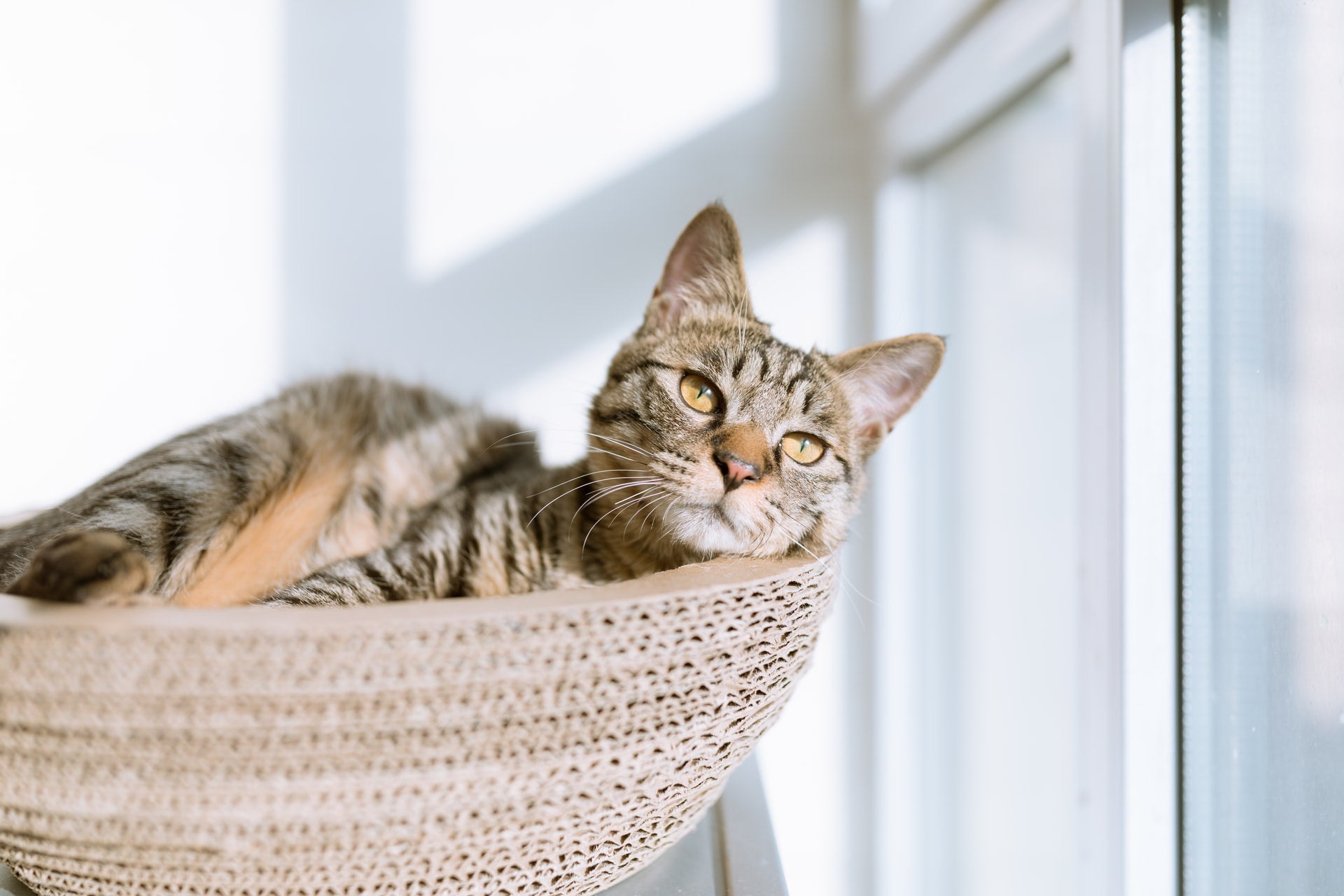 Tabby cat resting in a cardboard bed beside a sunny window indoors