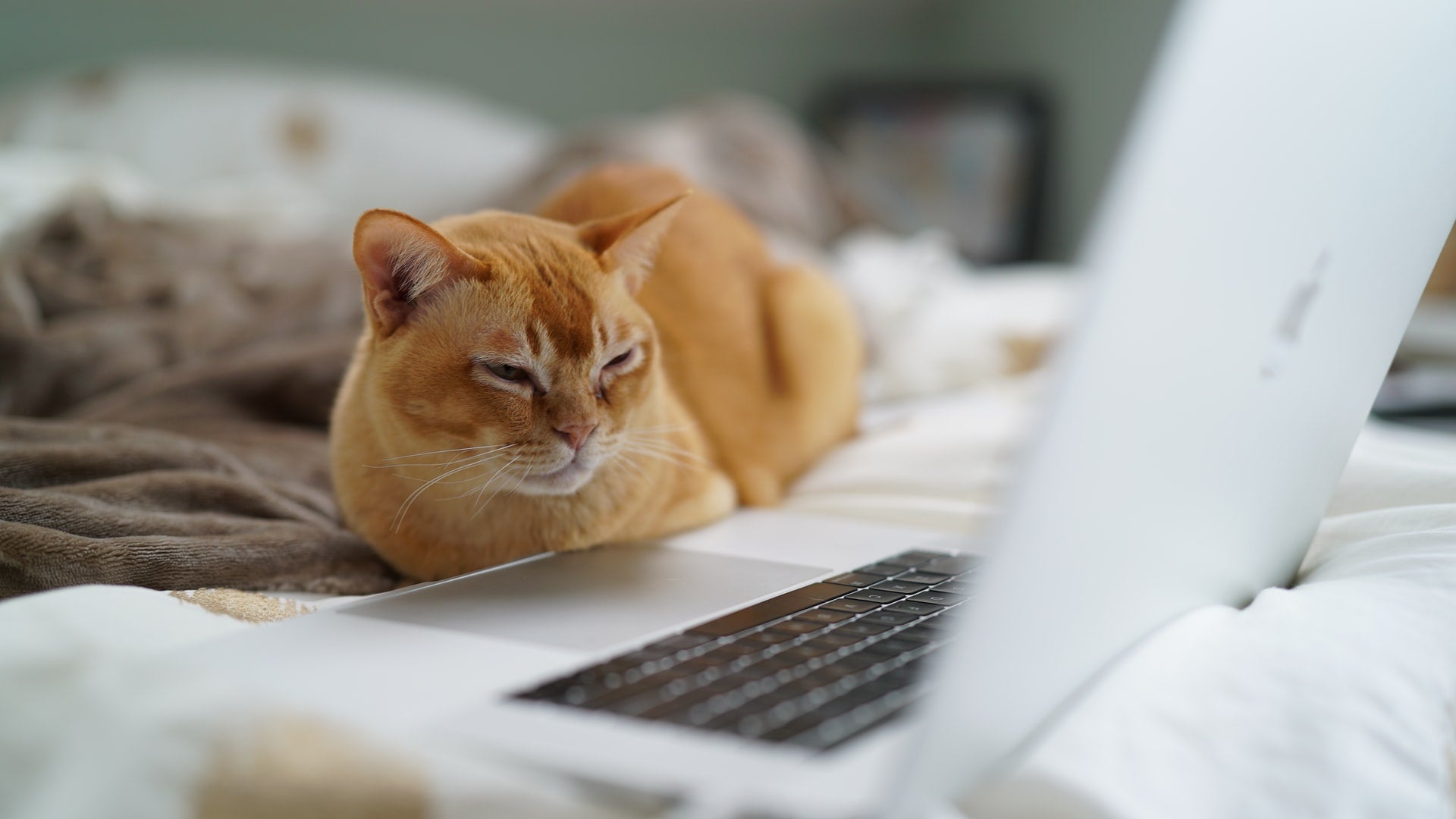 Orange cat resting beside an open laptop on a bed during a virtual vet visit